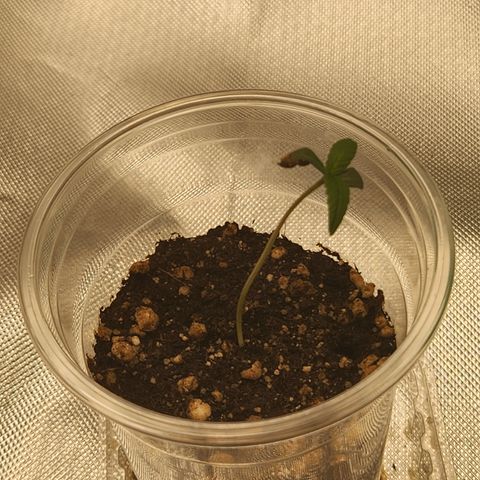 MiGala (PRENSEED)  growlog photo: 00:00