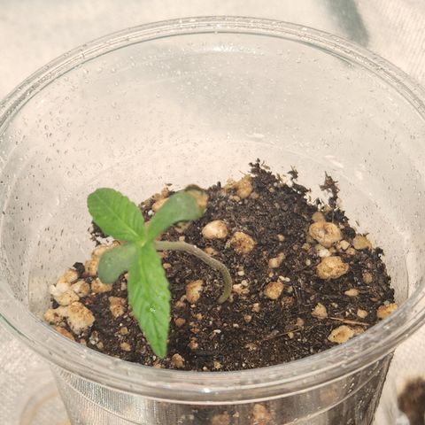 MiGala (PRENSEED)  growlog photo: 23:26