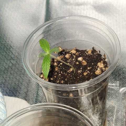 MiGala (PRENSEED)  growlog photo: 01:16