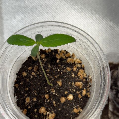 MiGala (PRENSEED)  growlog photo: 22:15