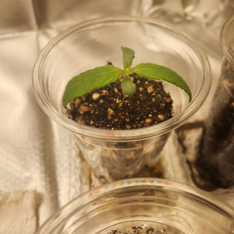 MiGala (PRENSEED)  growlog timeline photo
