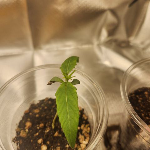 MiGala (PRENSEED)  growlog photo: 10:50