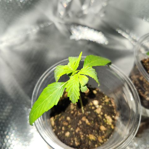 MiGala (PRENSEED)  growlog timeline photo