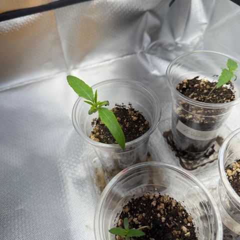 MiGala (PRENSEED)  growlog timeline photo