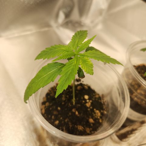 MiGala (PRENSEED)  growlog timeline photo
