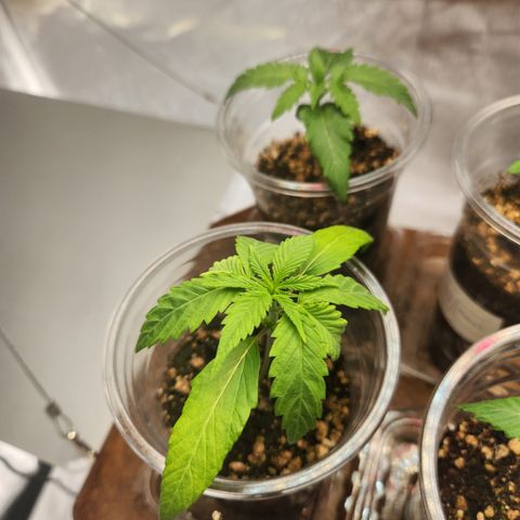 MiGala (PRENSEED)  growlog timeline photo