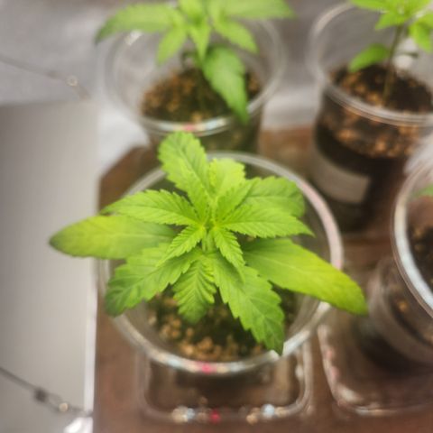 MiGala (PRENSEED)  growlog timeline photo