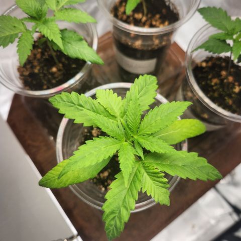 MiGala (PRENSEED)  growlog photo: 18:05