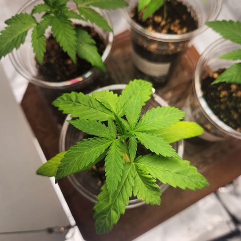 MiGala (PRENSEED)  growlog timeline photo