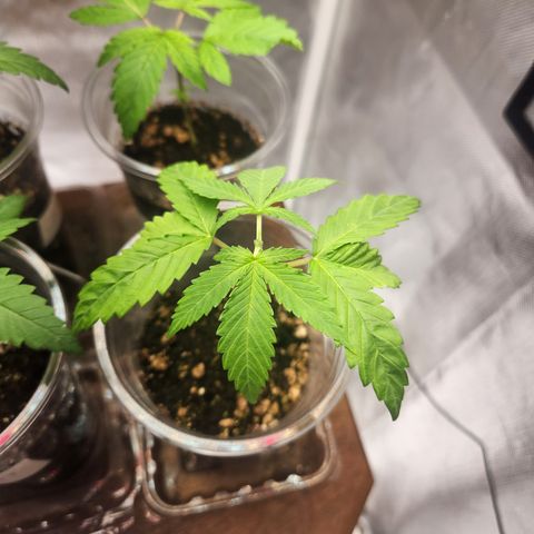 MiGala (PRENSEED)  growlog photo: Pós poda 