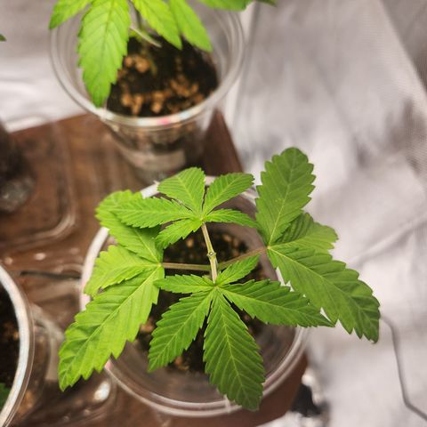 MiGala (PRENSEED)  growlog timeline photo