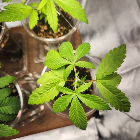 MiGala (PRENSEED)  growlog photo: Início dos novos galhos 