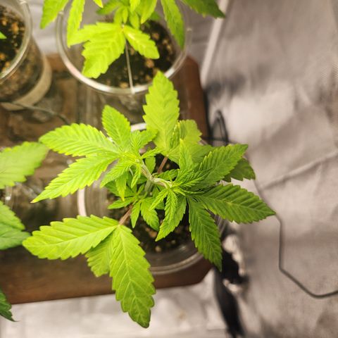 MiGala (PRENSEED)  growlog timeline photo