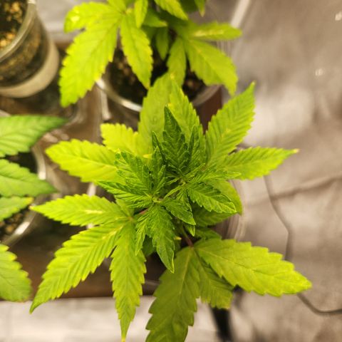 MiGala (PRENSEED)  growlog timeline photo