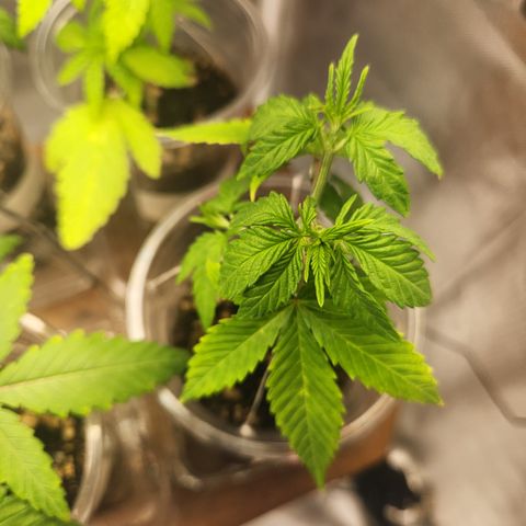 MiGala (PRENSEED)  growlog timeline photo