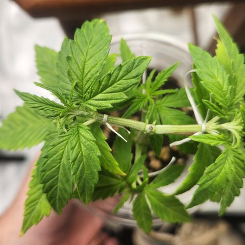 MiGala (PRENSEED)  growlog timeline photo