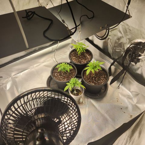 MiGala (PRENSEED)  growlog timeline photo