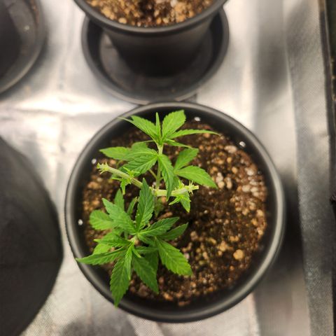 MiGala (PRENSEED)  growlog timeline photo