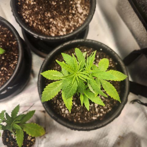MiGala (PRENSEED)  growlog timeline photo