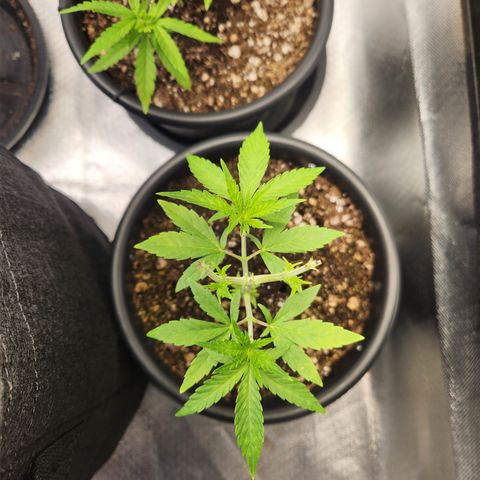 MiGala (PRENSEED)  growlog timeline photo