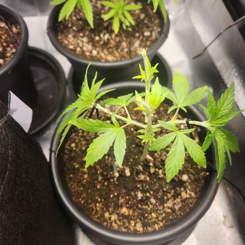 MiGala (PRENSEED)  growlog timeline photo