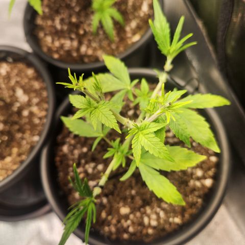 MiGala (PRENSEED)  growlog timeline photo