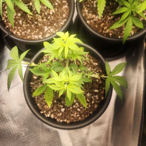 MiGala (PRENSEED)  growlog timeline photo