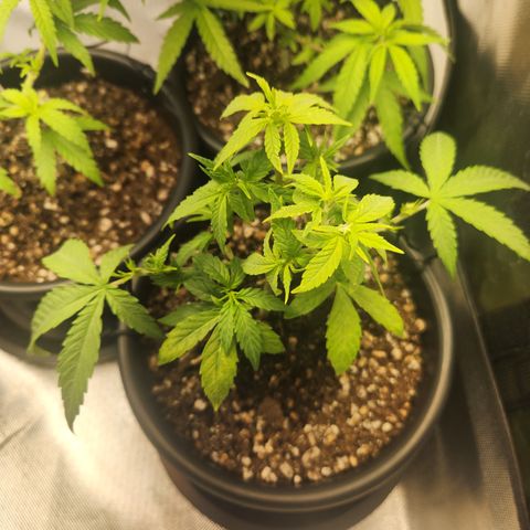 MiGala (PRENSEED)  growlog timeline photo
