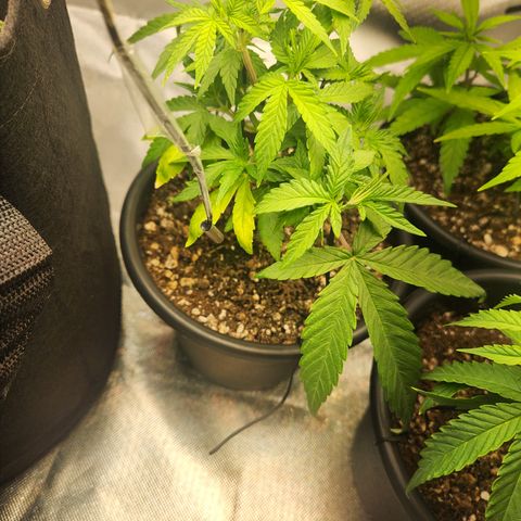 MiGala (PRENSEED)  growlog timeline photo