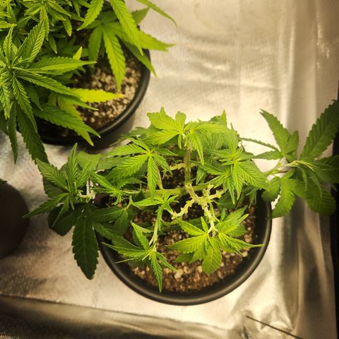 MiGala (PRENSEED)  growlog timeline photo