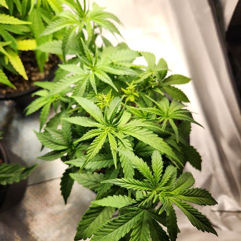 MiGala (PRENSEED)  growlog timeline photo