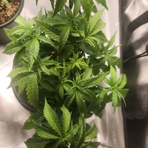 MiGala (PRENSEED)  growlog timeline photo