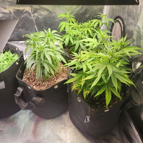 MiGala (PRENSEED)  growlog timeline photo