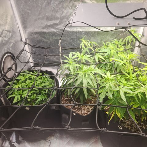 MiGala (PRENSEED)  growlog timeline photo