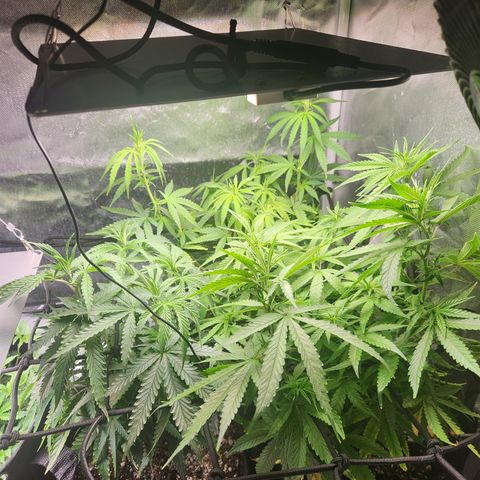MiGala (PRENSEED)  growlog timeline photo