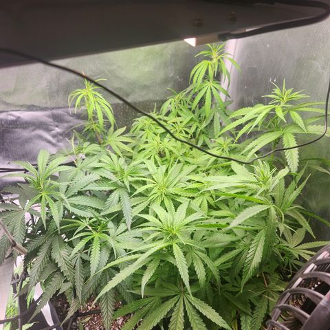 MiGala (PRENSEED)  growlog timeline photo