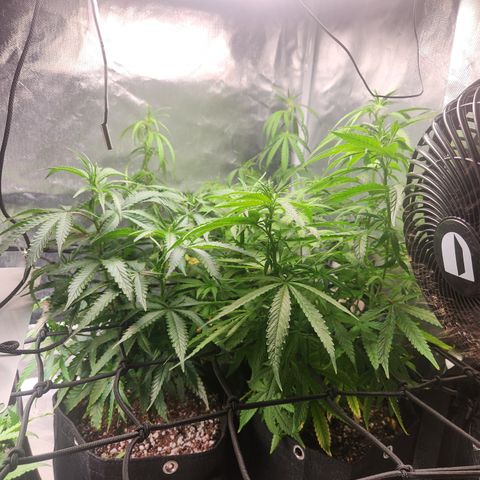 MiGala (PRENSEED)  growlog timeline photo