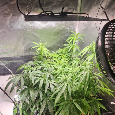 MiGala (PRENSEED)  growlog timeline photo