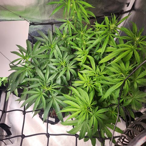 MiGala (PRENSEED)  growlog timeline photo