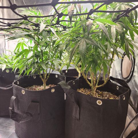 MiGala (PRENSEED)  growlog timeline photo
