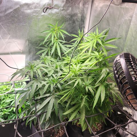 MiGala (PRENSEED)  growlog timeline photo