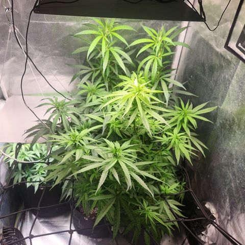 MiGala (PRENSEED)  growlog timeline photo