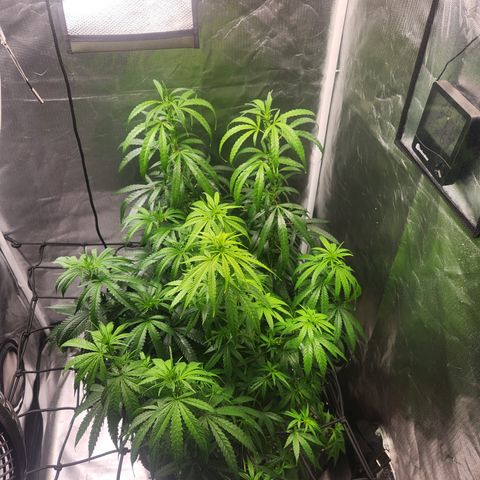 MiGala (PRENSEED)  growlog timeline photo