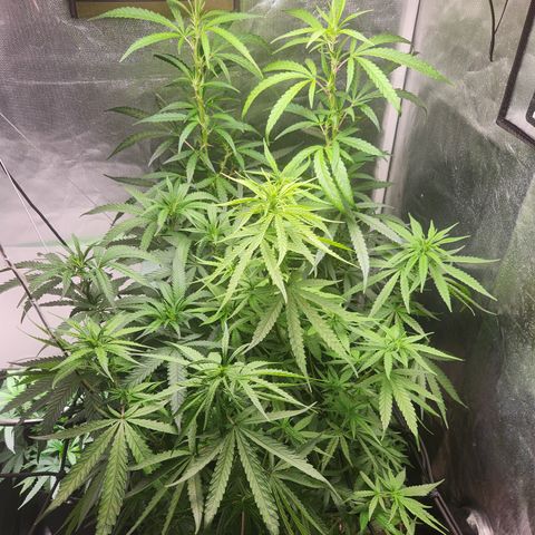 MiGala (PRENSEED)  growlog timeline photo