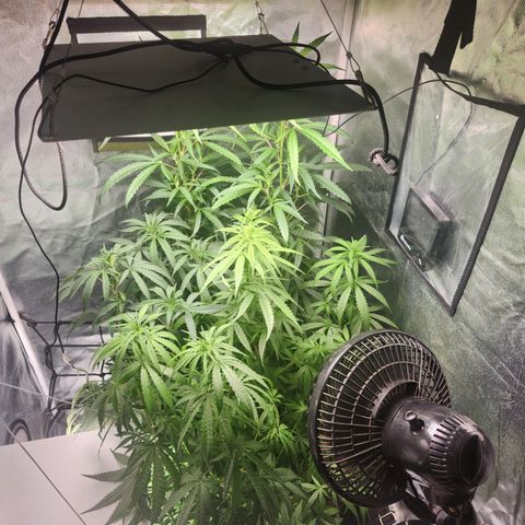 MiGala (PRENSEED)  growlog timeline photo