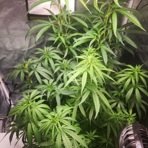 MiGala (PRENSEED)  growlog timeline photo