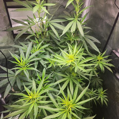 MiGala (PRENSEED)  growlog timeline photo