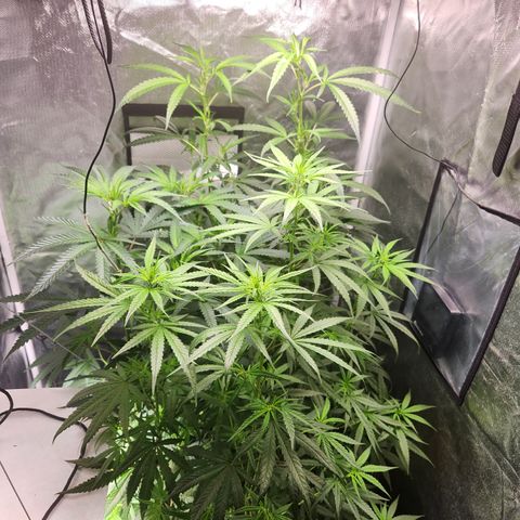 MiGala (PRENSEED)  growlog timeline photo