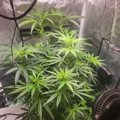 MiGala (PRENSEED)  growlog timeline photo