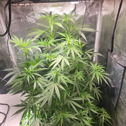 MiGala (PRENSEED)  growlog timeline photo